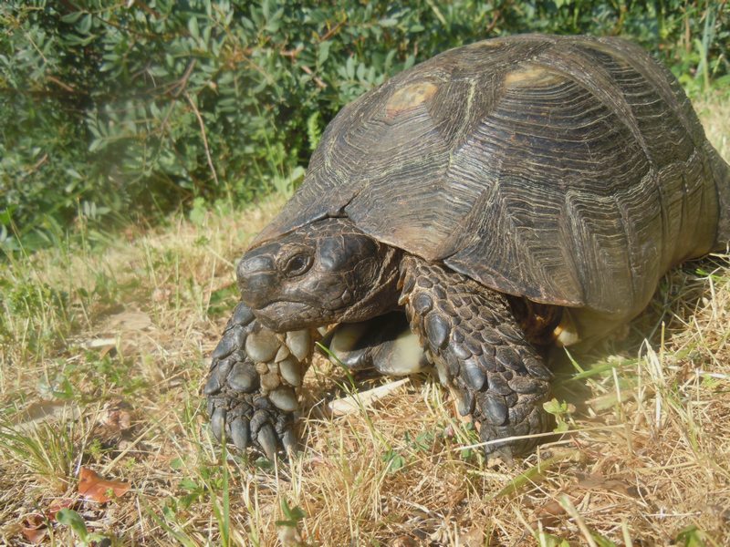 Testudo marginata..